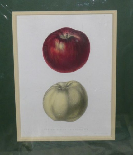 Apples , Galway red and Gloria mundi